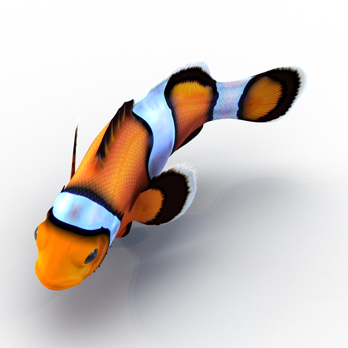 3D Clownfish Pose 2