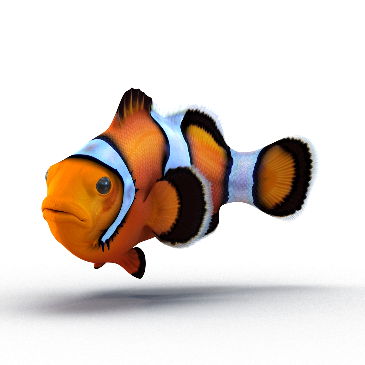 3D Clownfish Pose 2