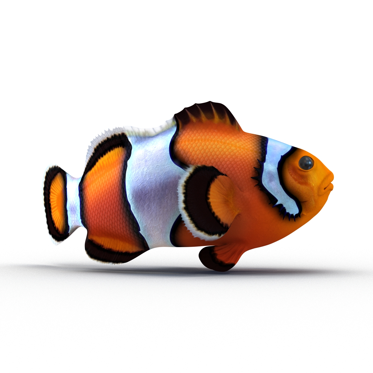 3D Clownfish Pose 2