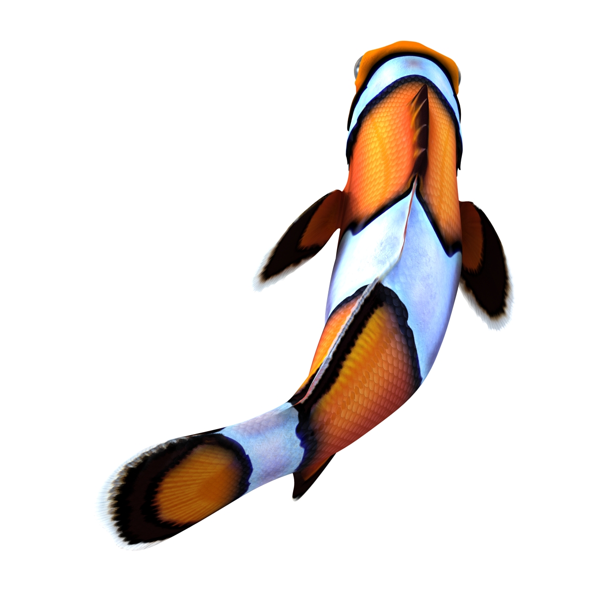 3D Clownfish Pose 2