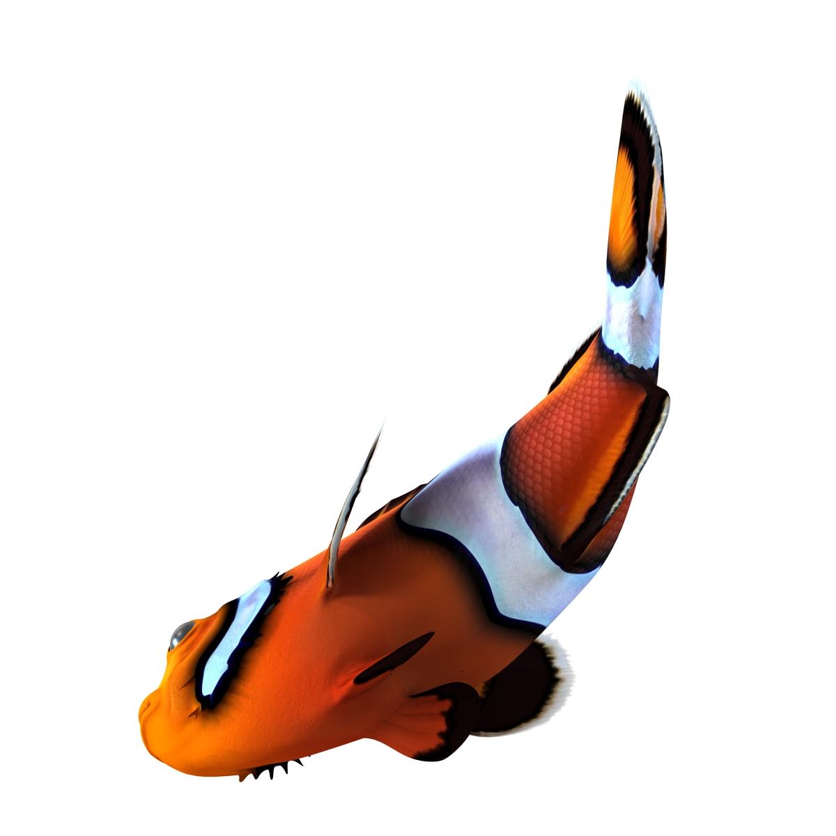 3D Clownfish Pose 2