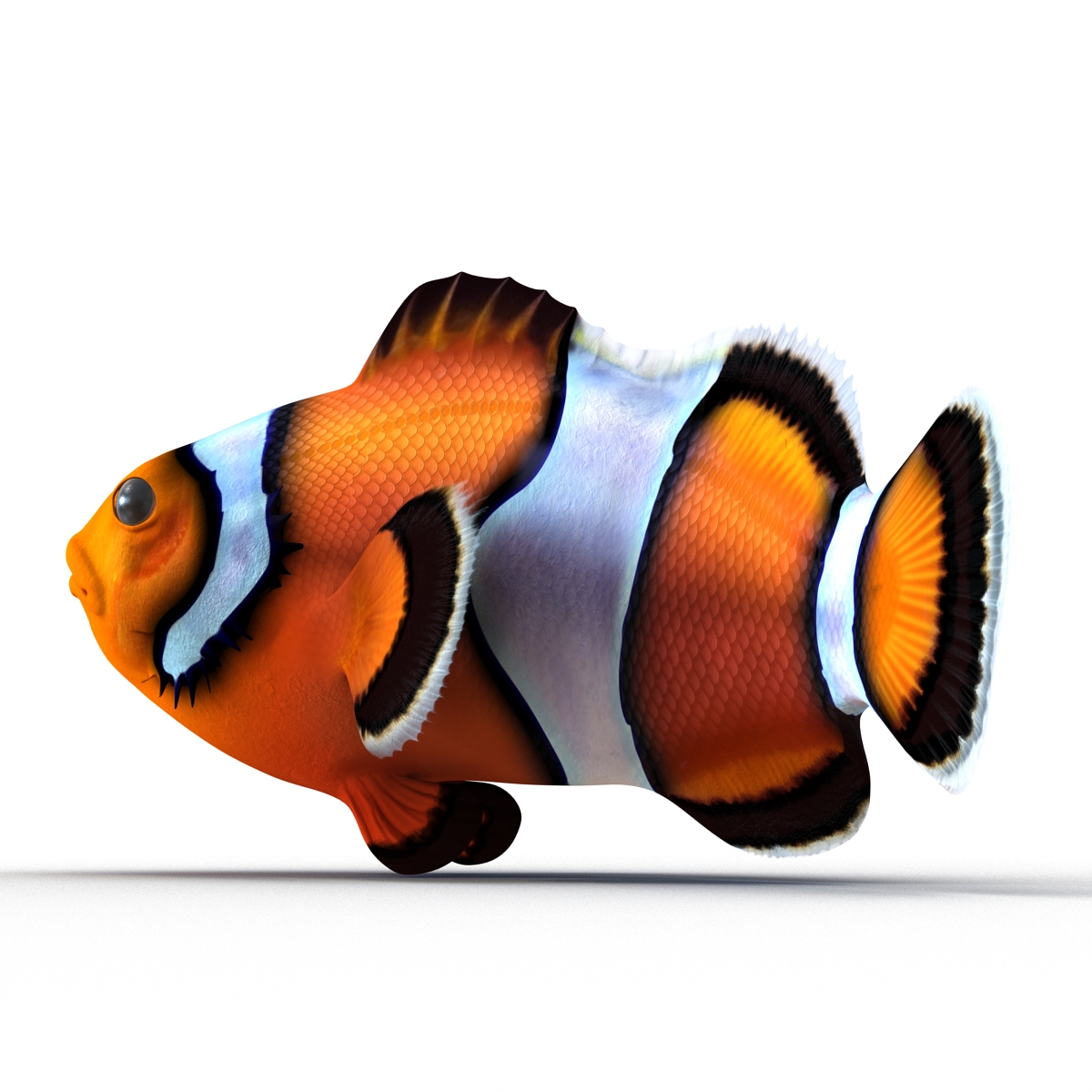 3D Clownfish Pose 2