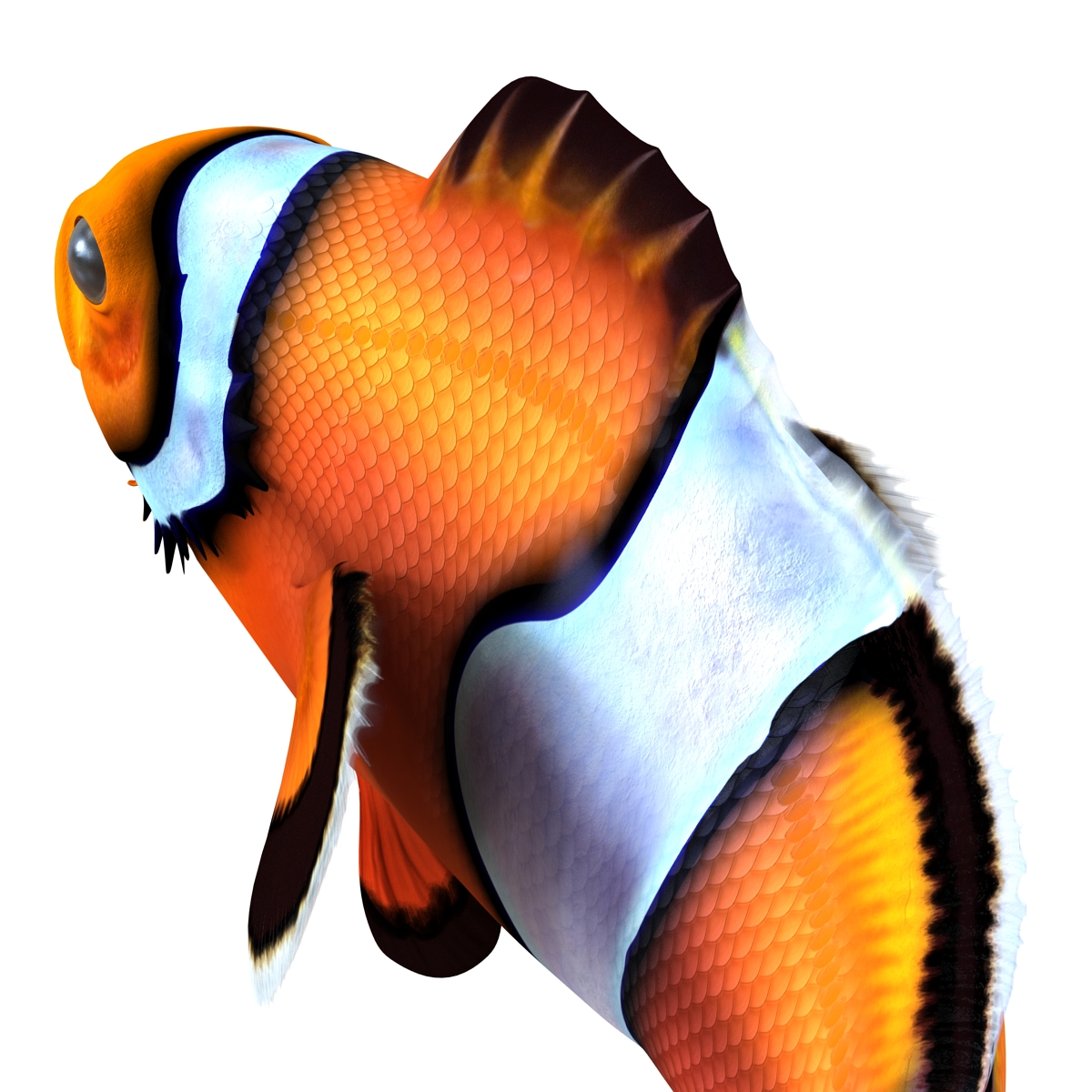 3D Clownfish Pose 2