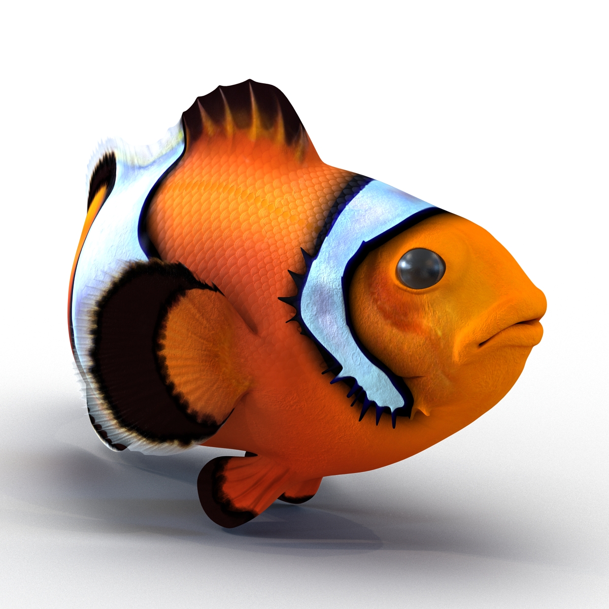 3D Clownfish Pose 2