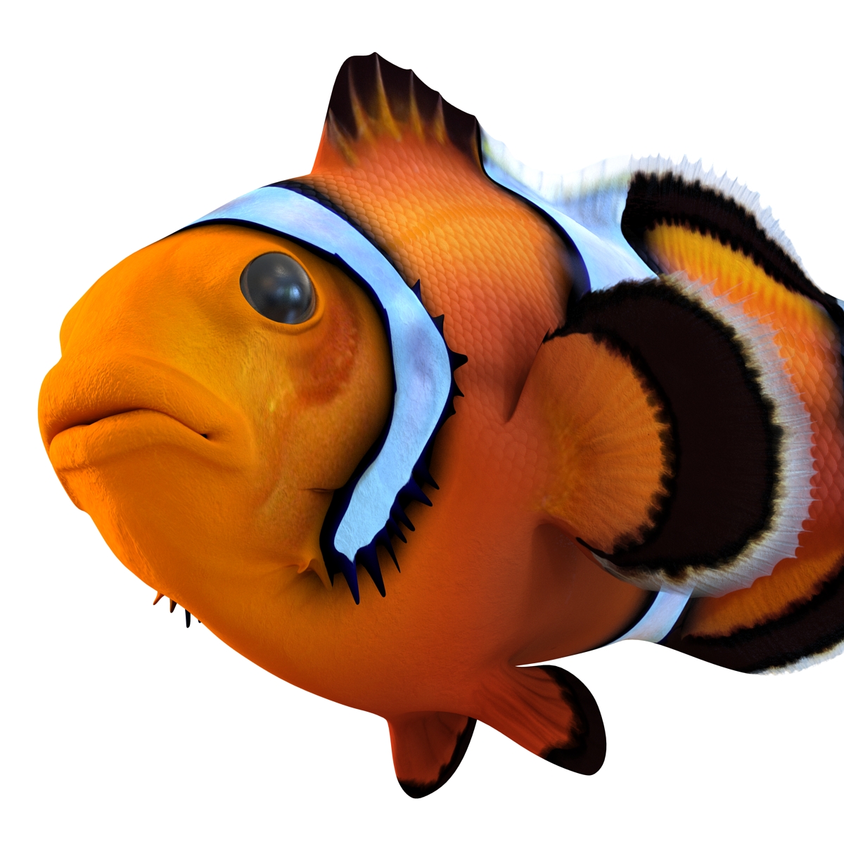 3D Clownfish Pose 2