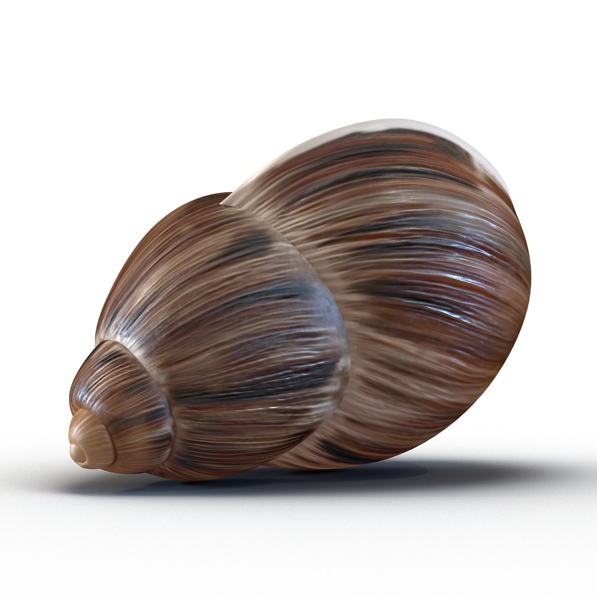 3D model Marginata Shell