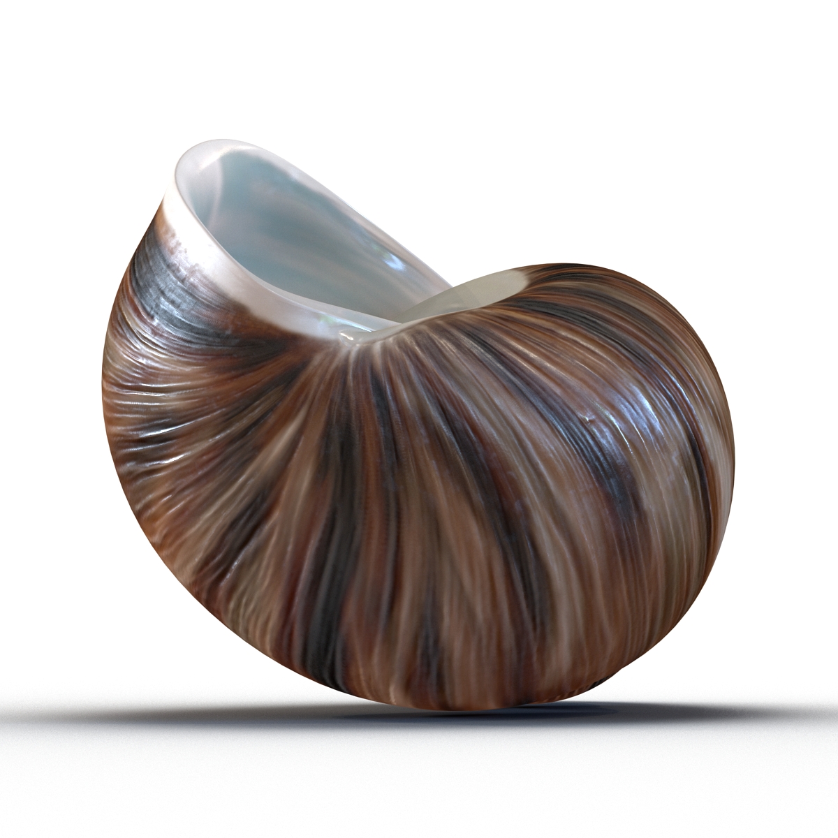 3D model Marginata Shell