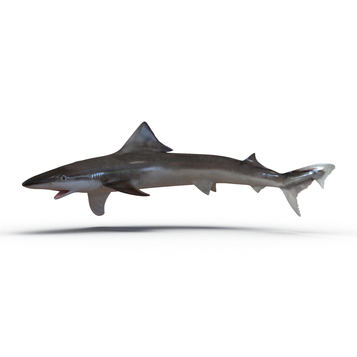 School Shark Pose 2 3D model