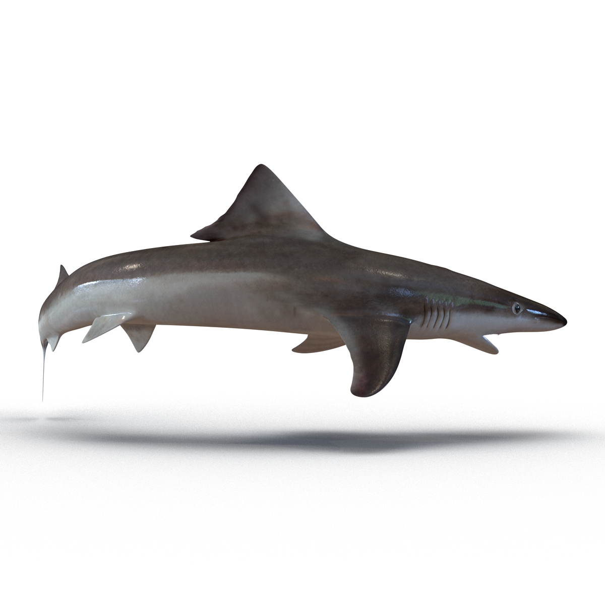 School Shark Pose 2 3D model