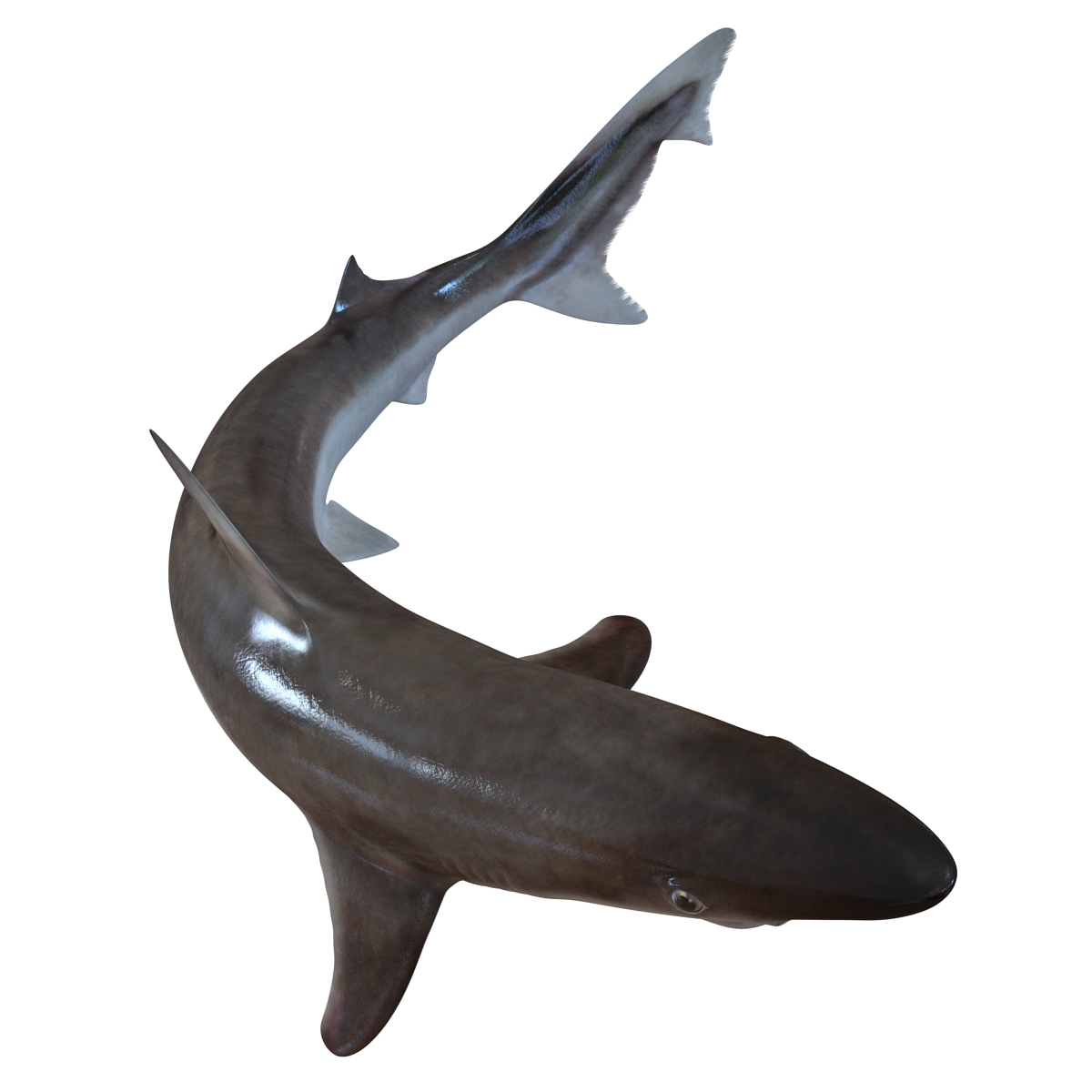 School Shark Pose 2 3D model