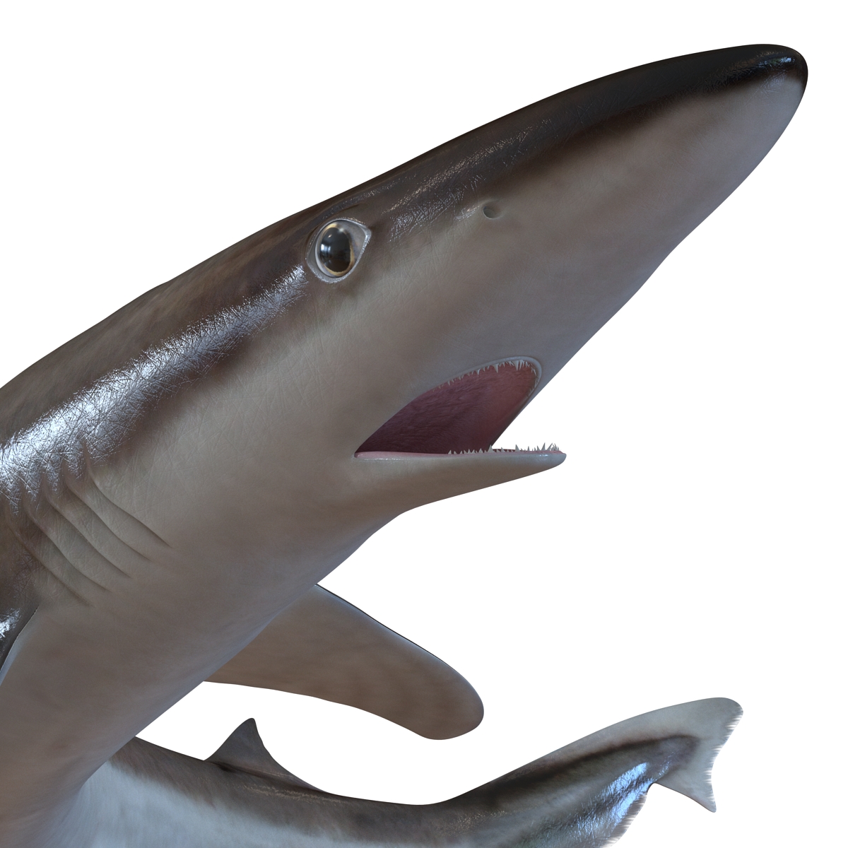 School Shark Pose 2 3D model