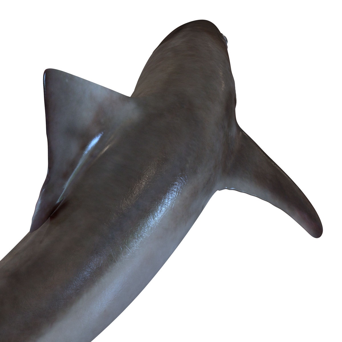 School Shark Pose 2 3D model