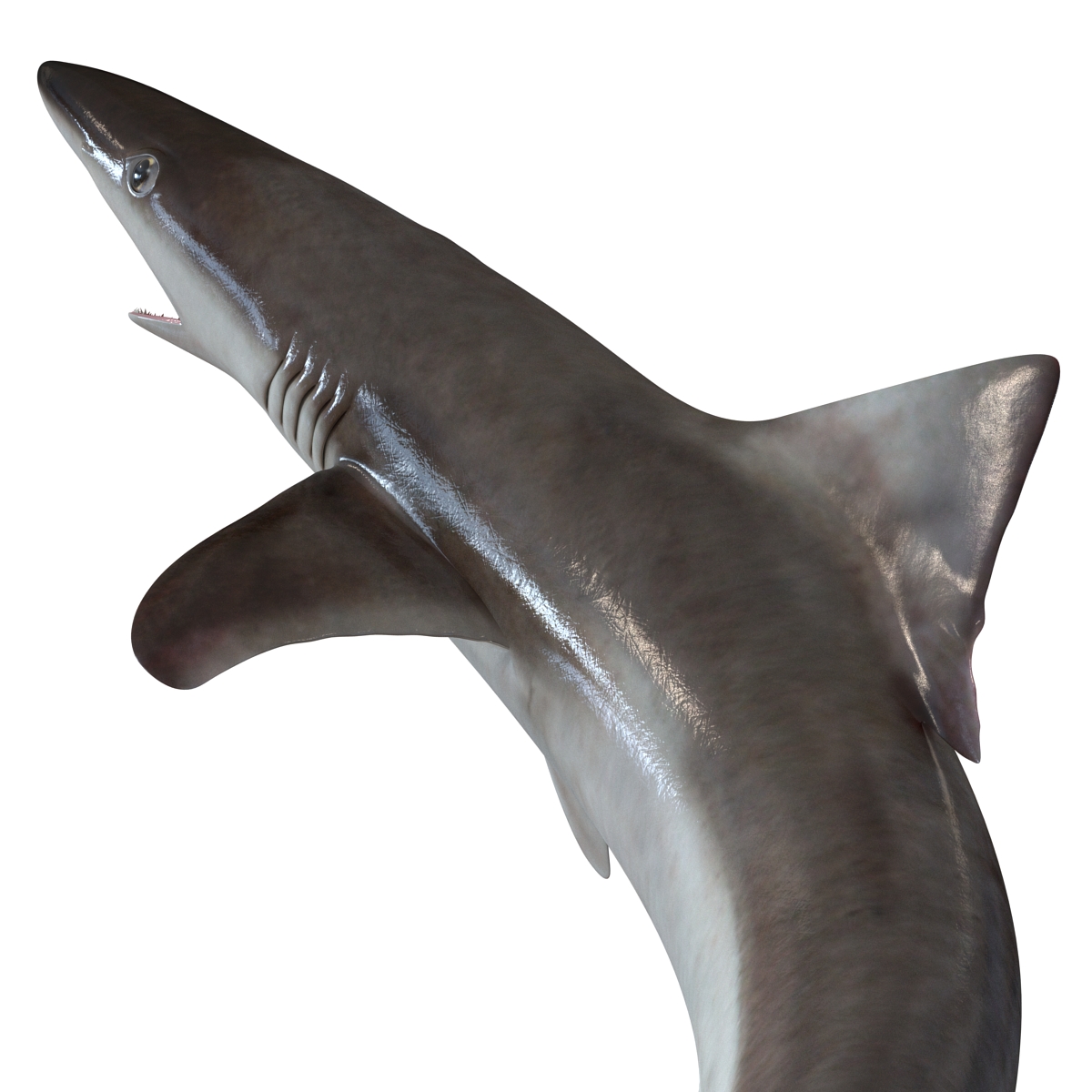 School Shark Pose 2 3D model