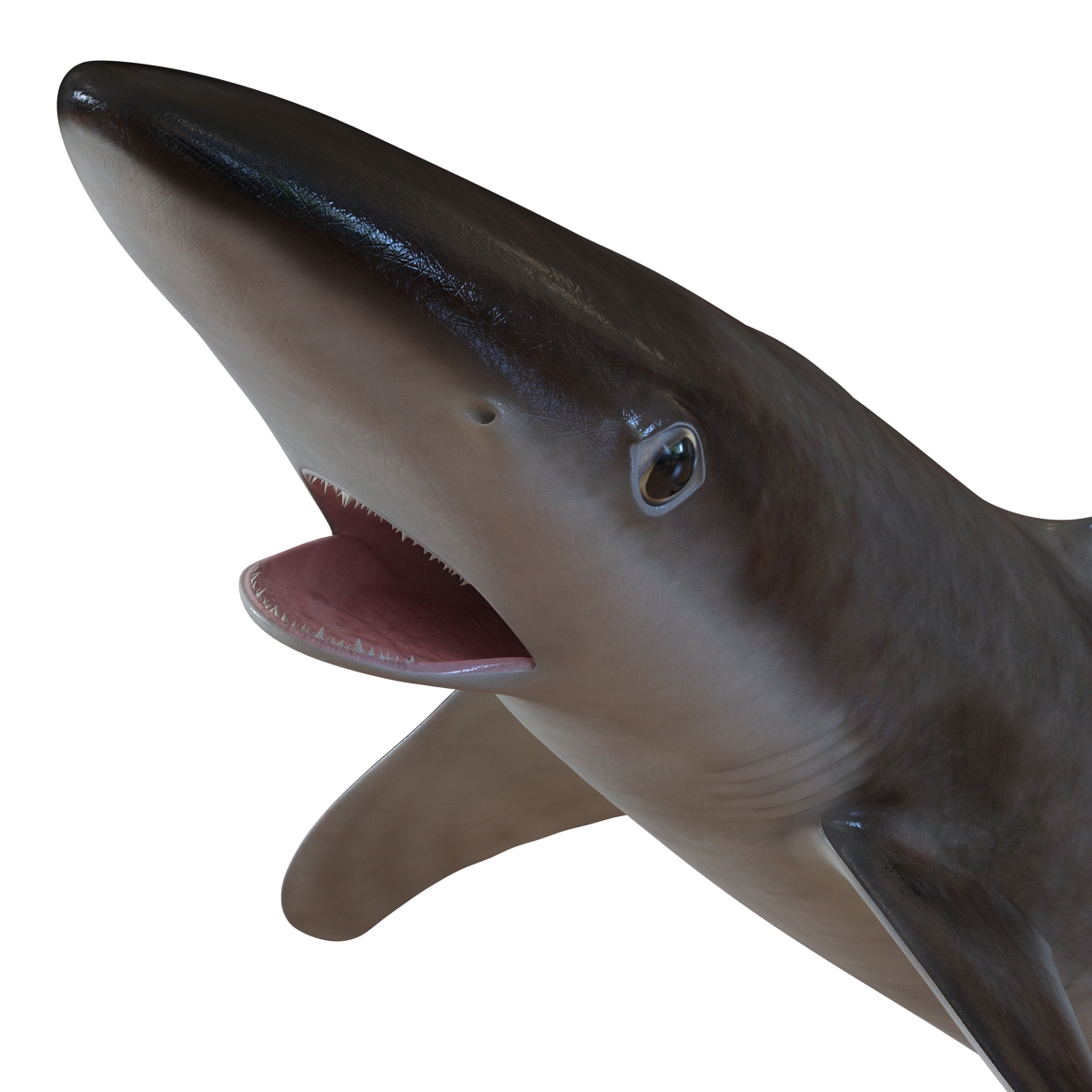 School Shark Pose 2 3D model