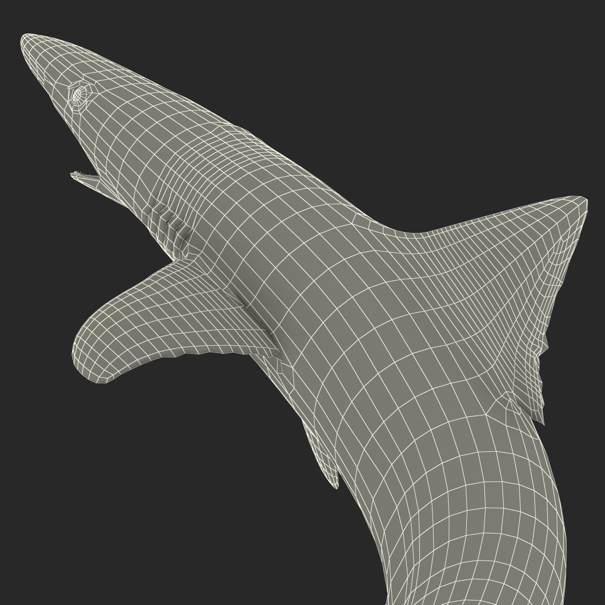 School Shark Pose 2 3D model