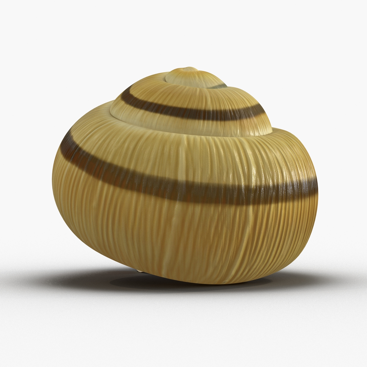 3D Snail Shell 2 model