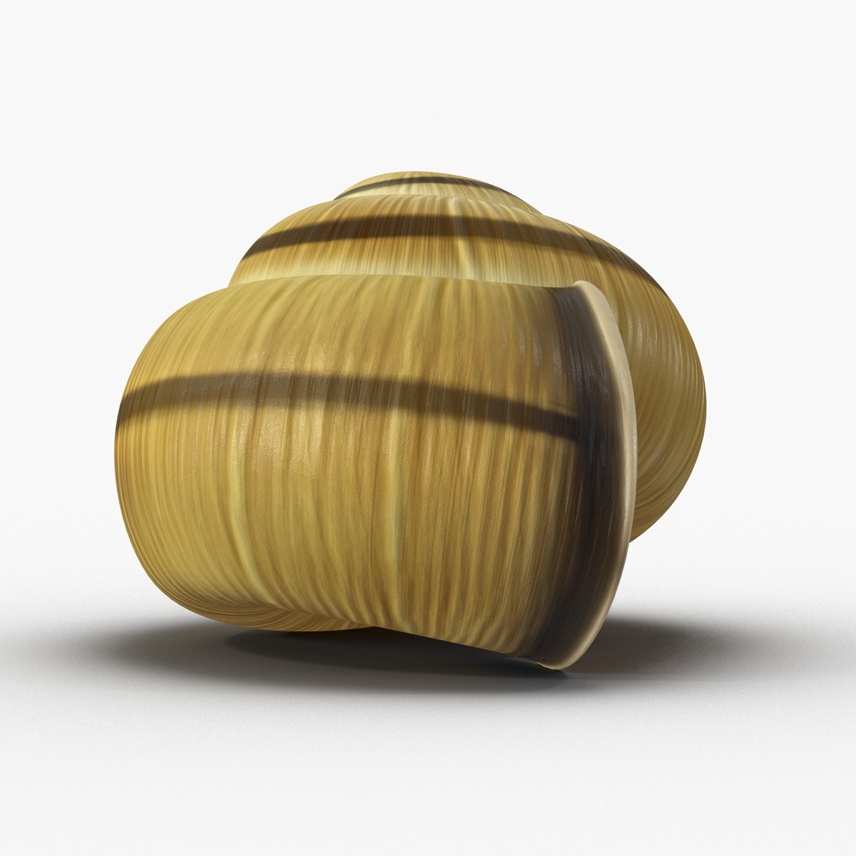 3D Snail Shell 2 model