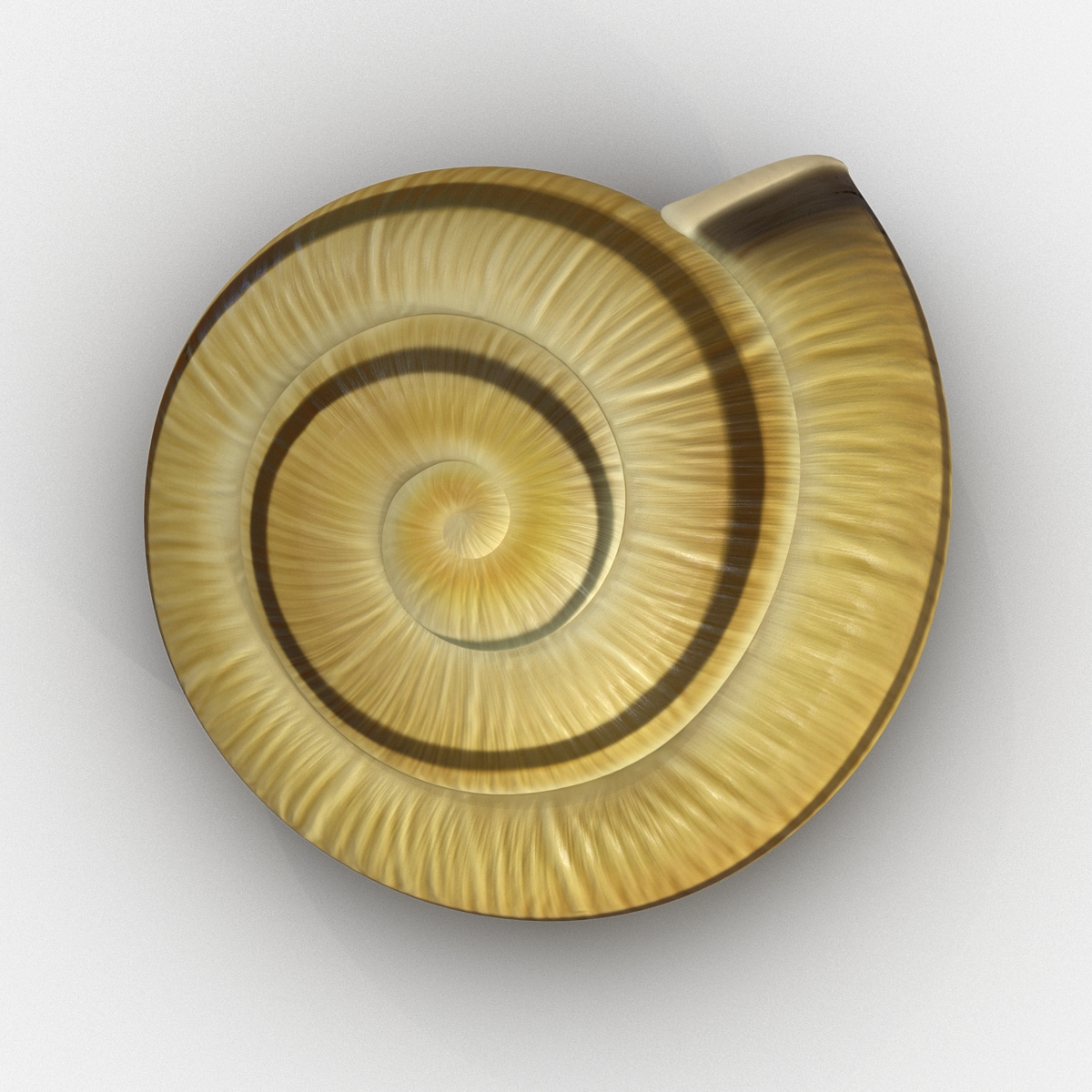 3D Snail Shell 2 model