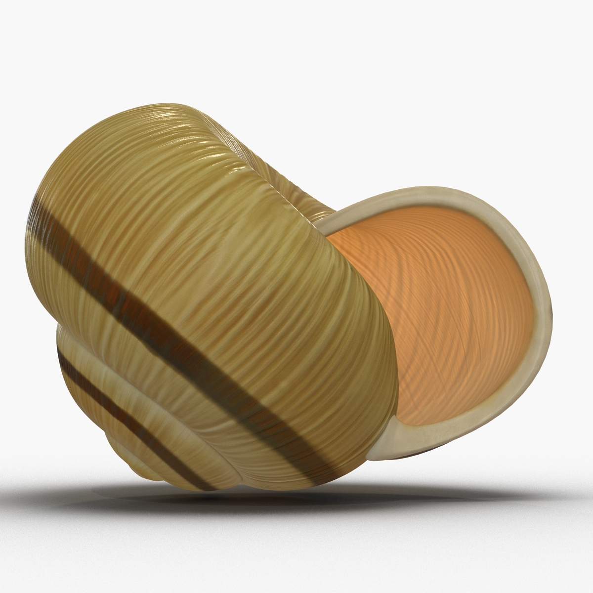 3D Snail Shell 2 model