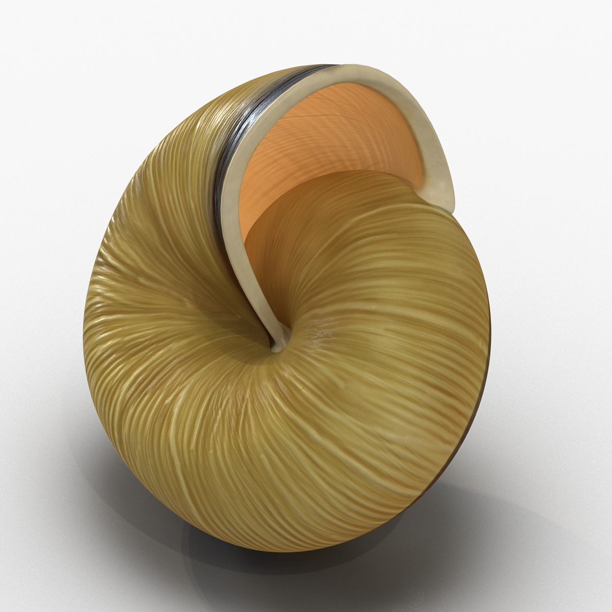 3D Snail Shell 2 model