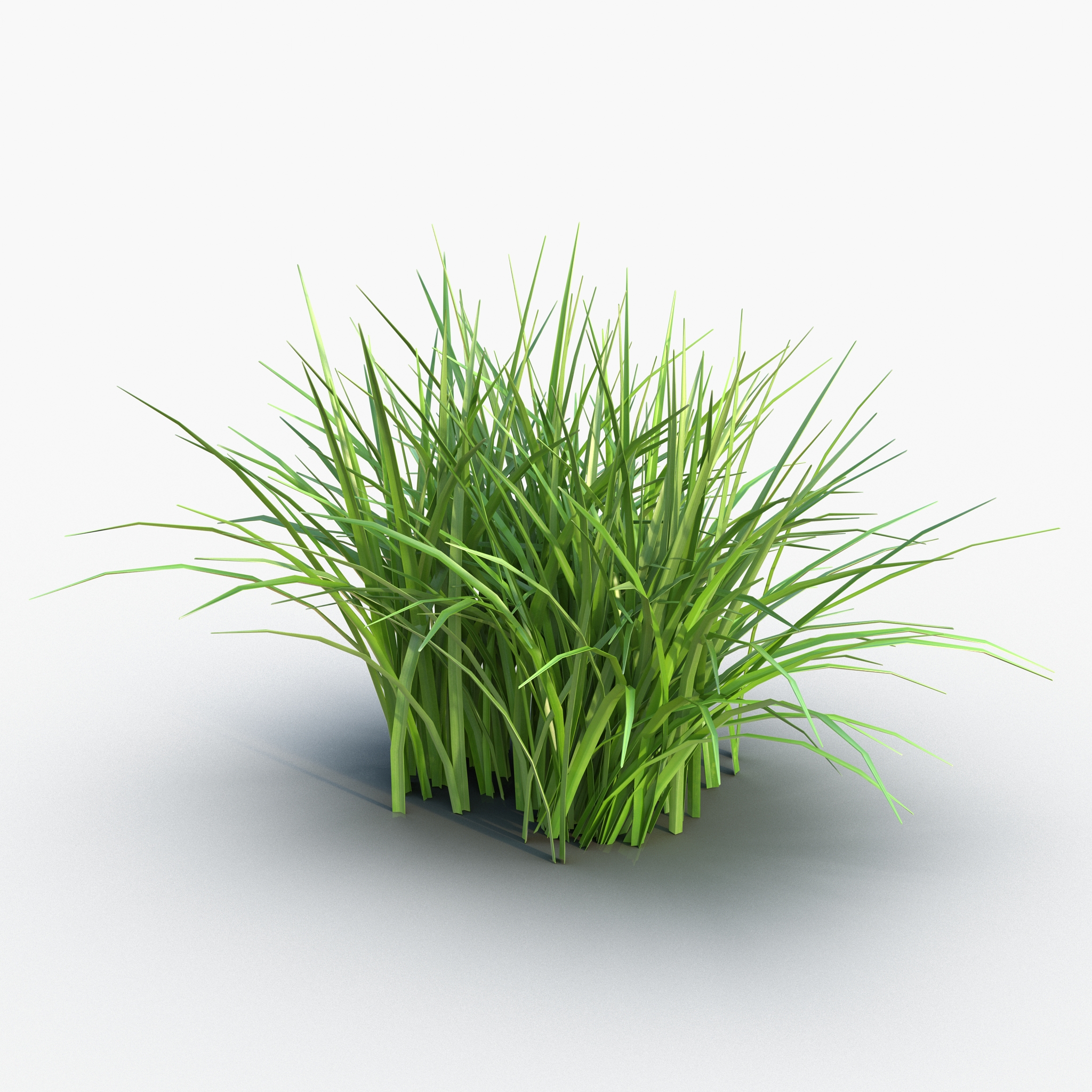 Grass 3D model