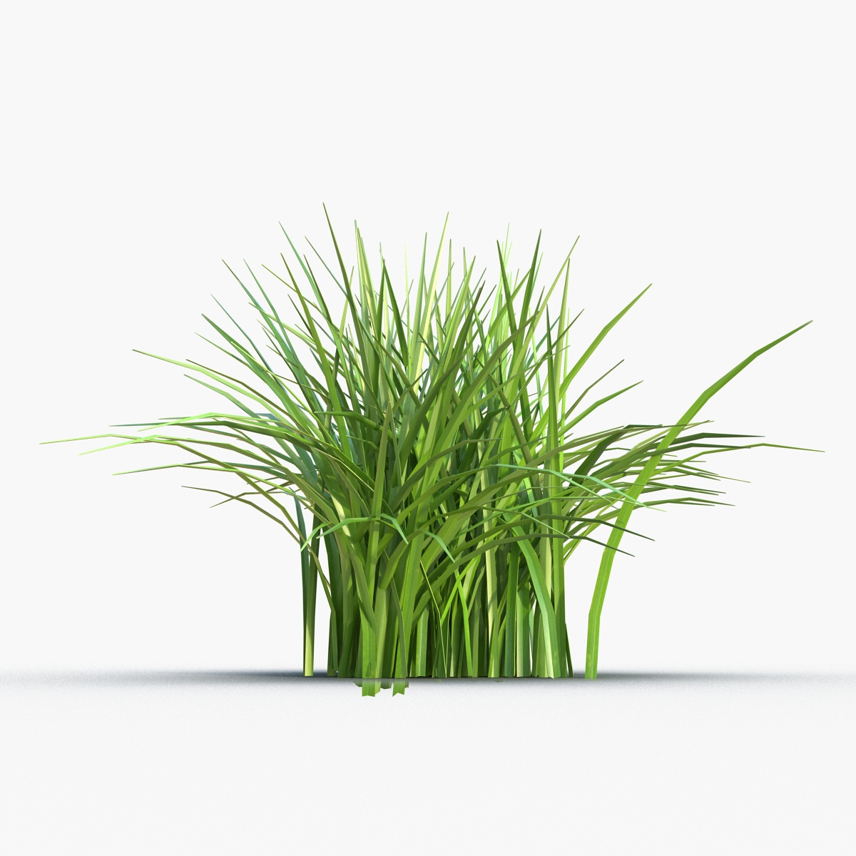 Grass 3D model