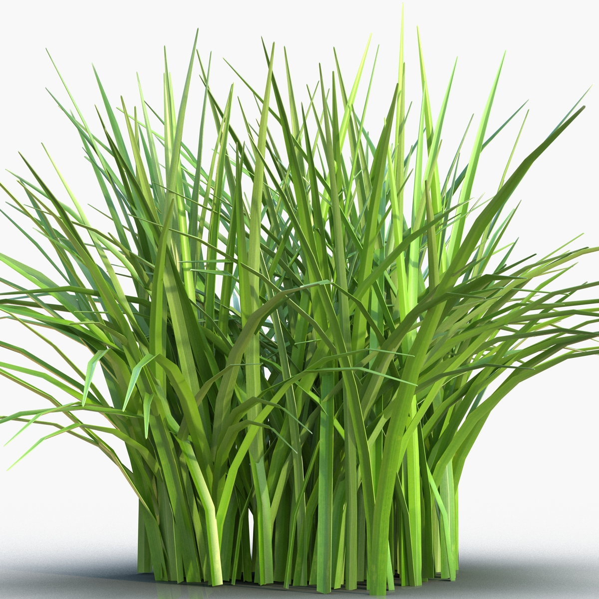 Grass 3D model