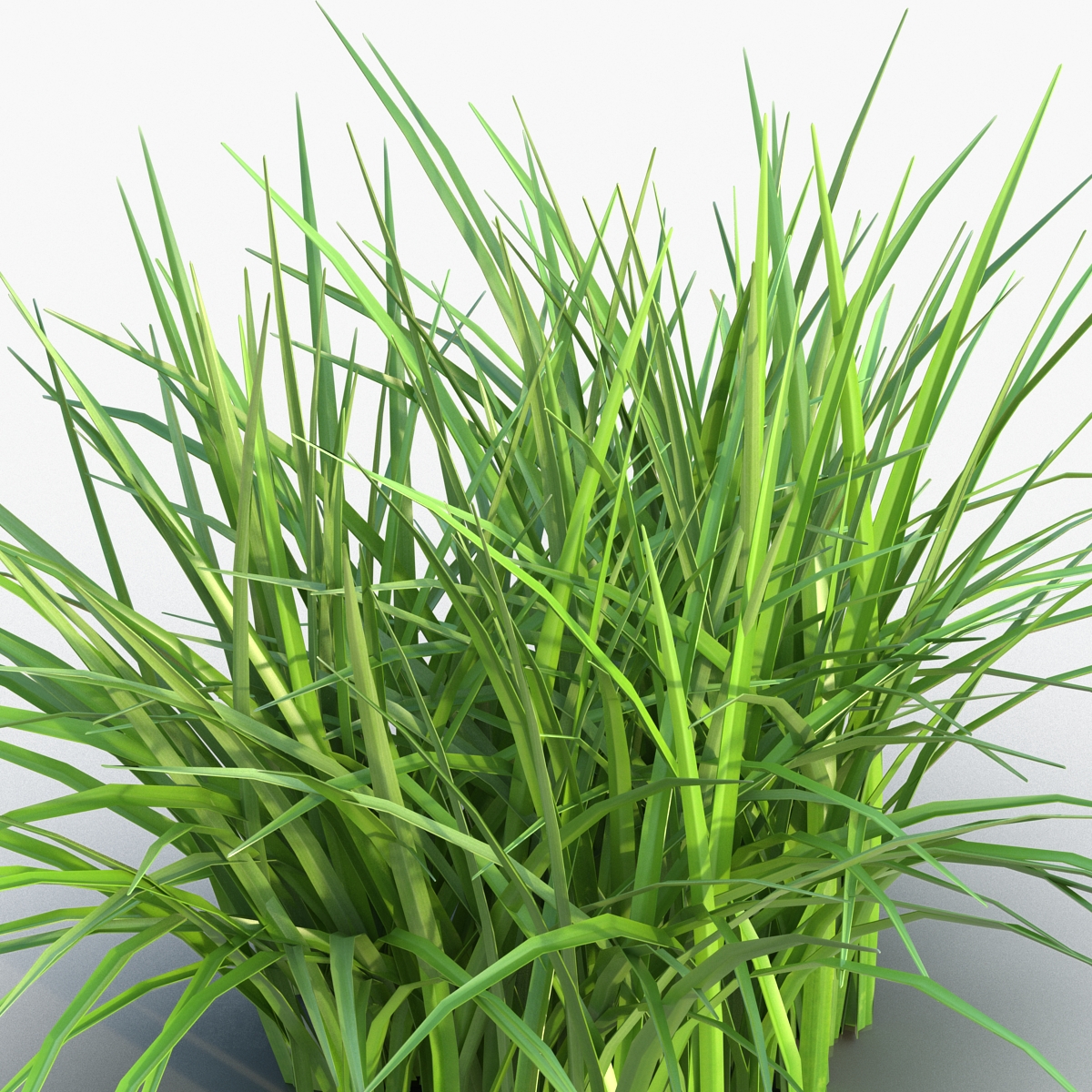 Grass 3D model