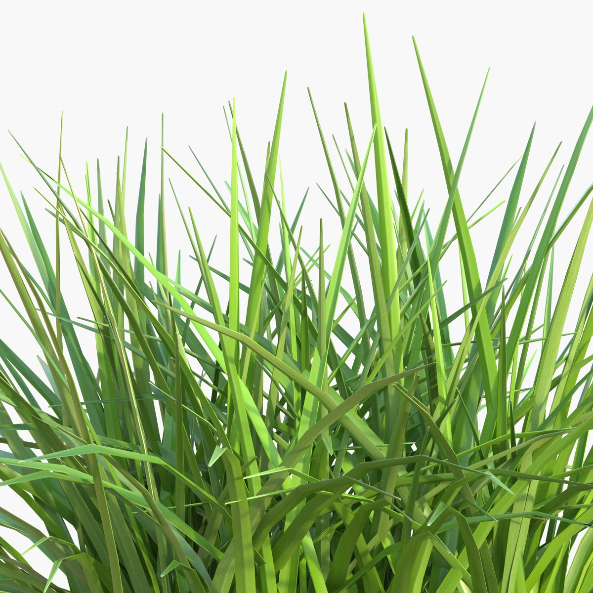 Grass 3D model