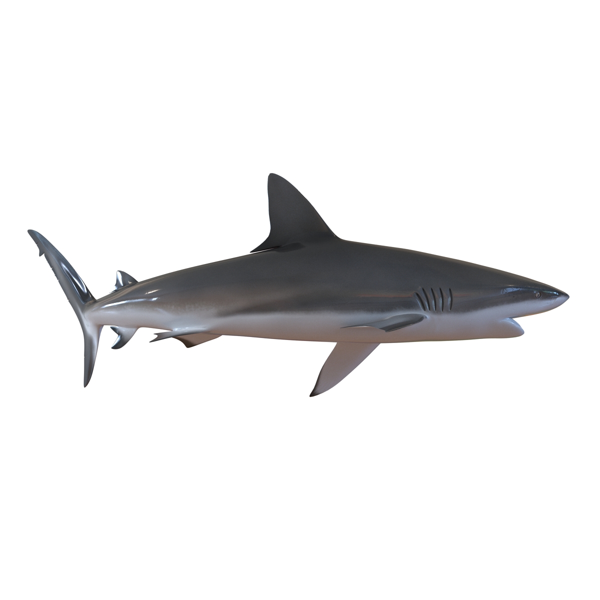 3D Dusky Shark Pose 2 model