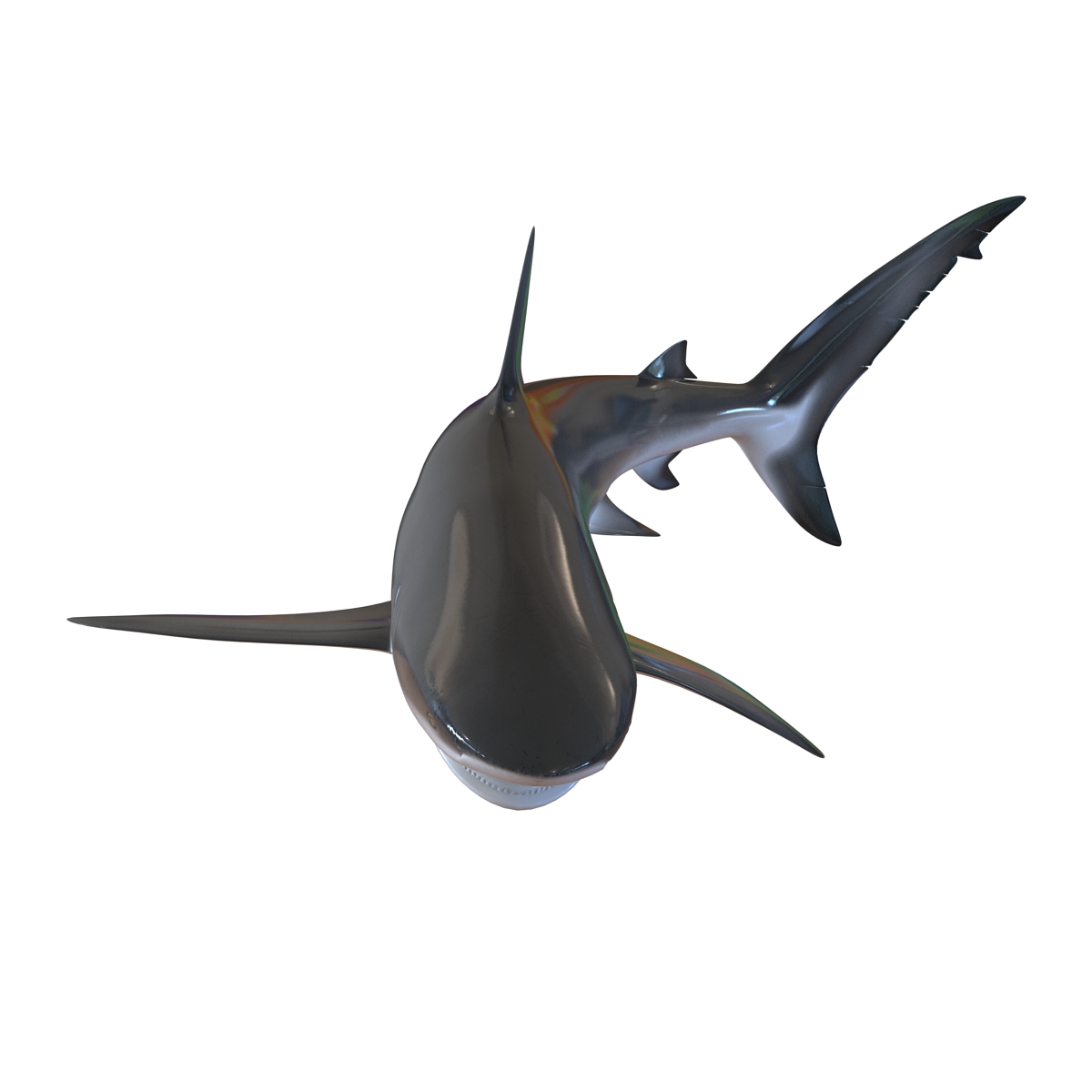 3D Dusky Shark Pose 2 model