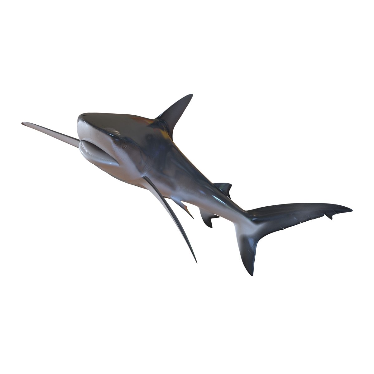 3D Dusky Shark Pose 2 model