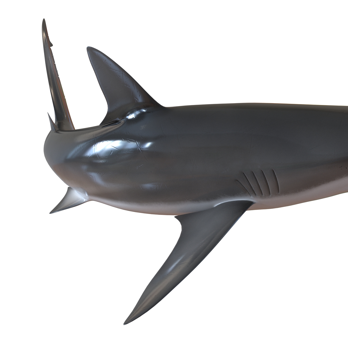 3D Dusky Shark Pose 2 model