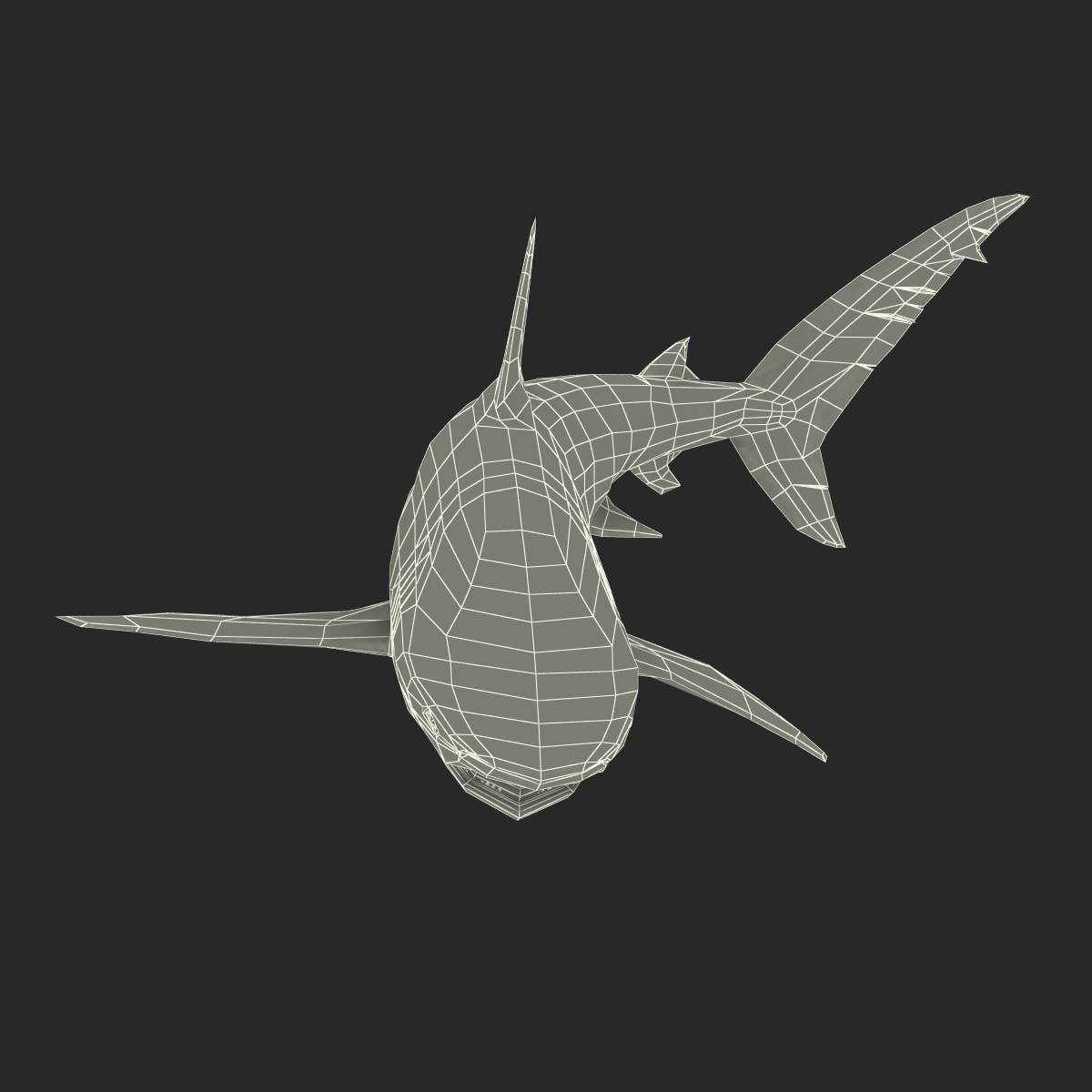 3D Dusky Shark Pose 2 model