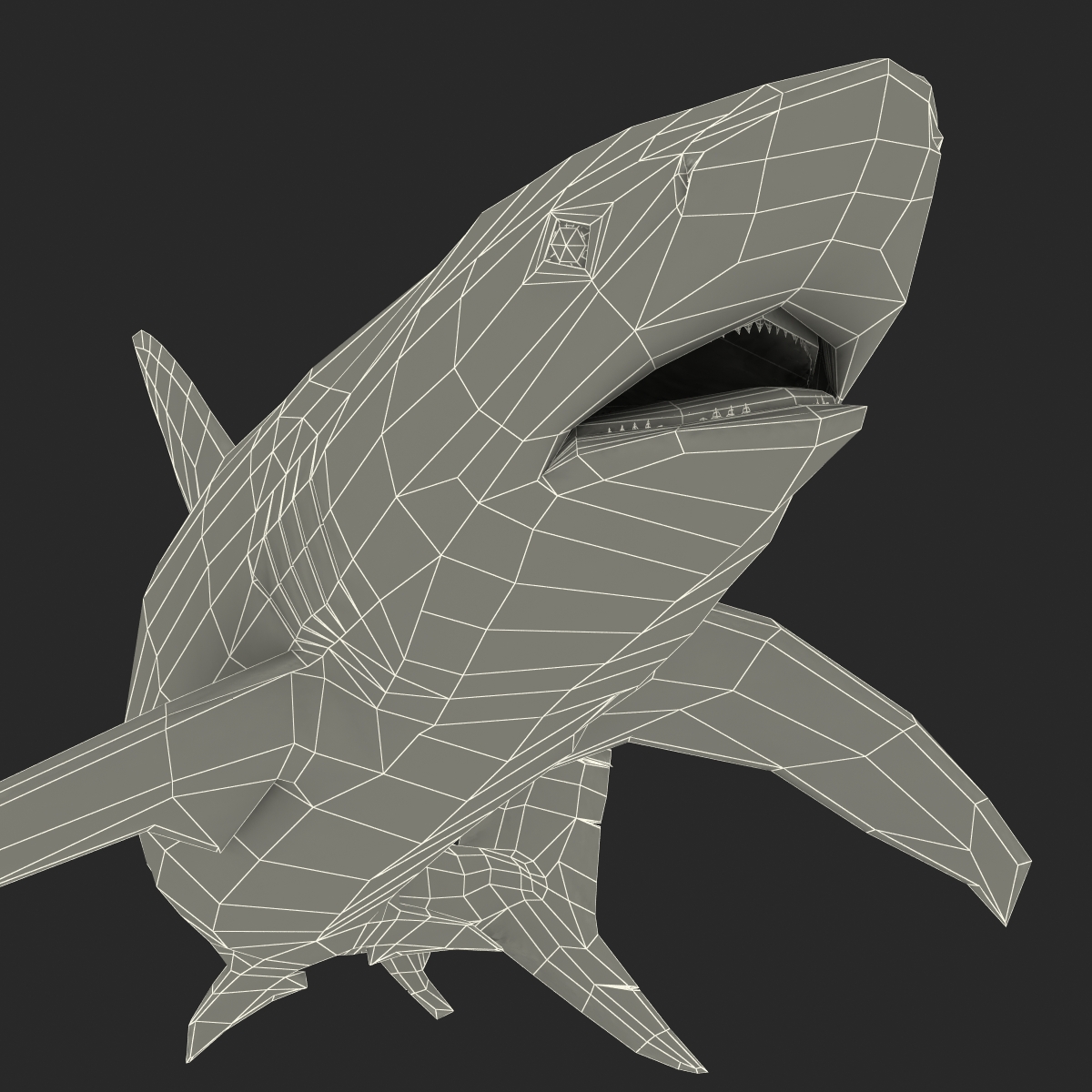 3D Dusky Shark Pose 2 model