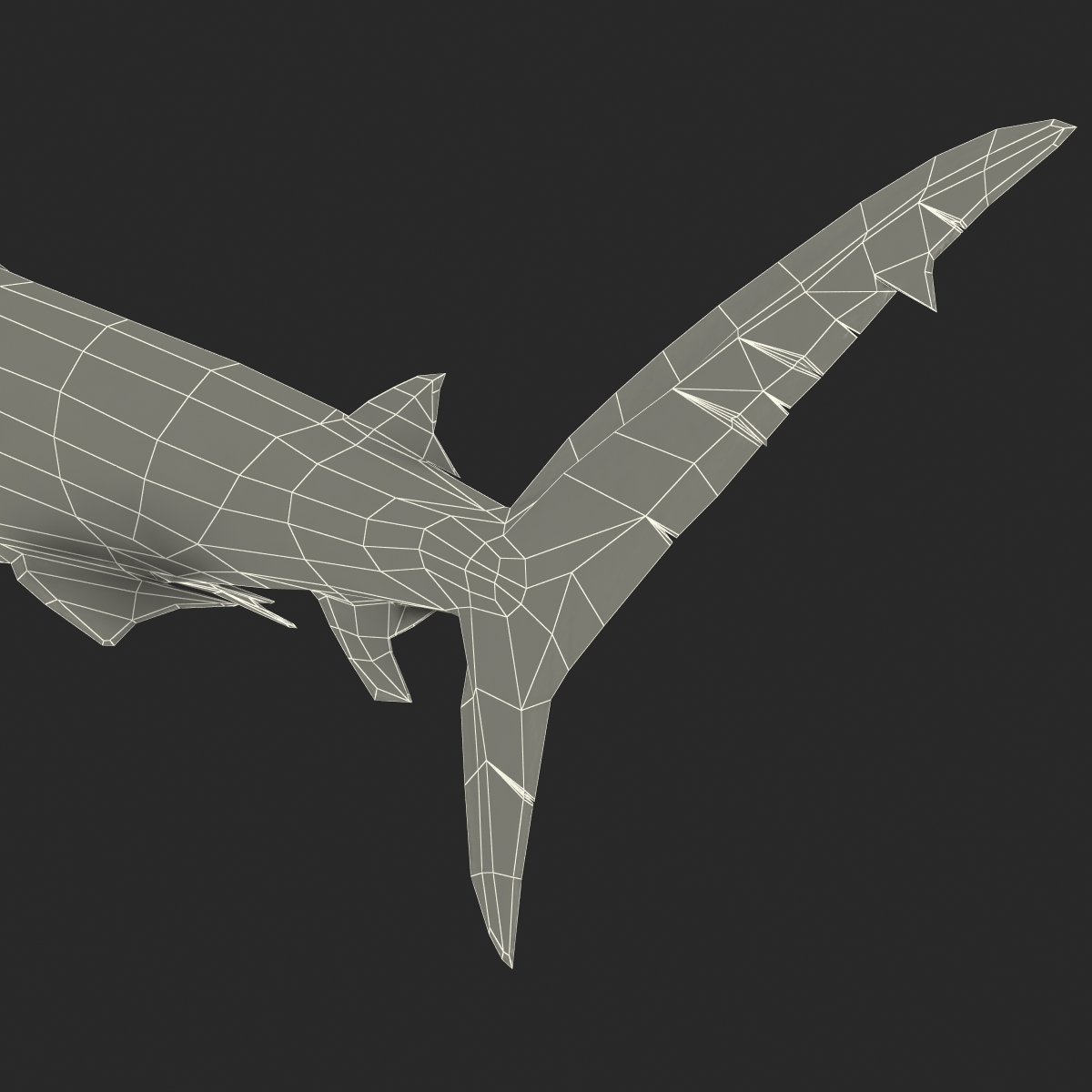 3D Dusky Shark Pose 2 model