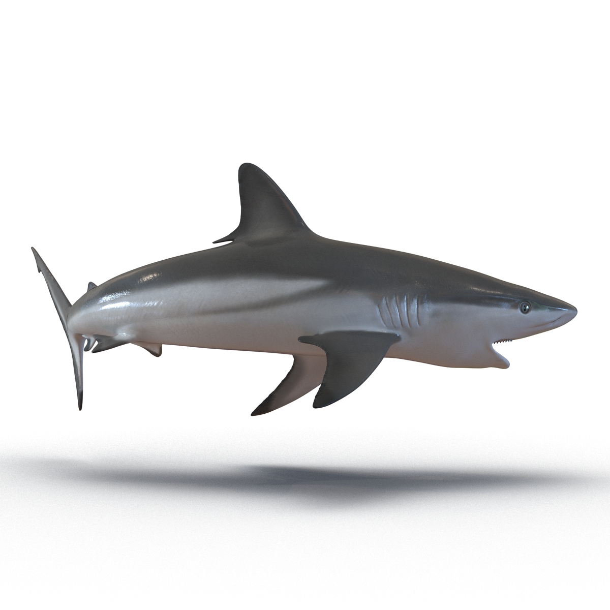 Grey Reef Shark Pose 2 3D