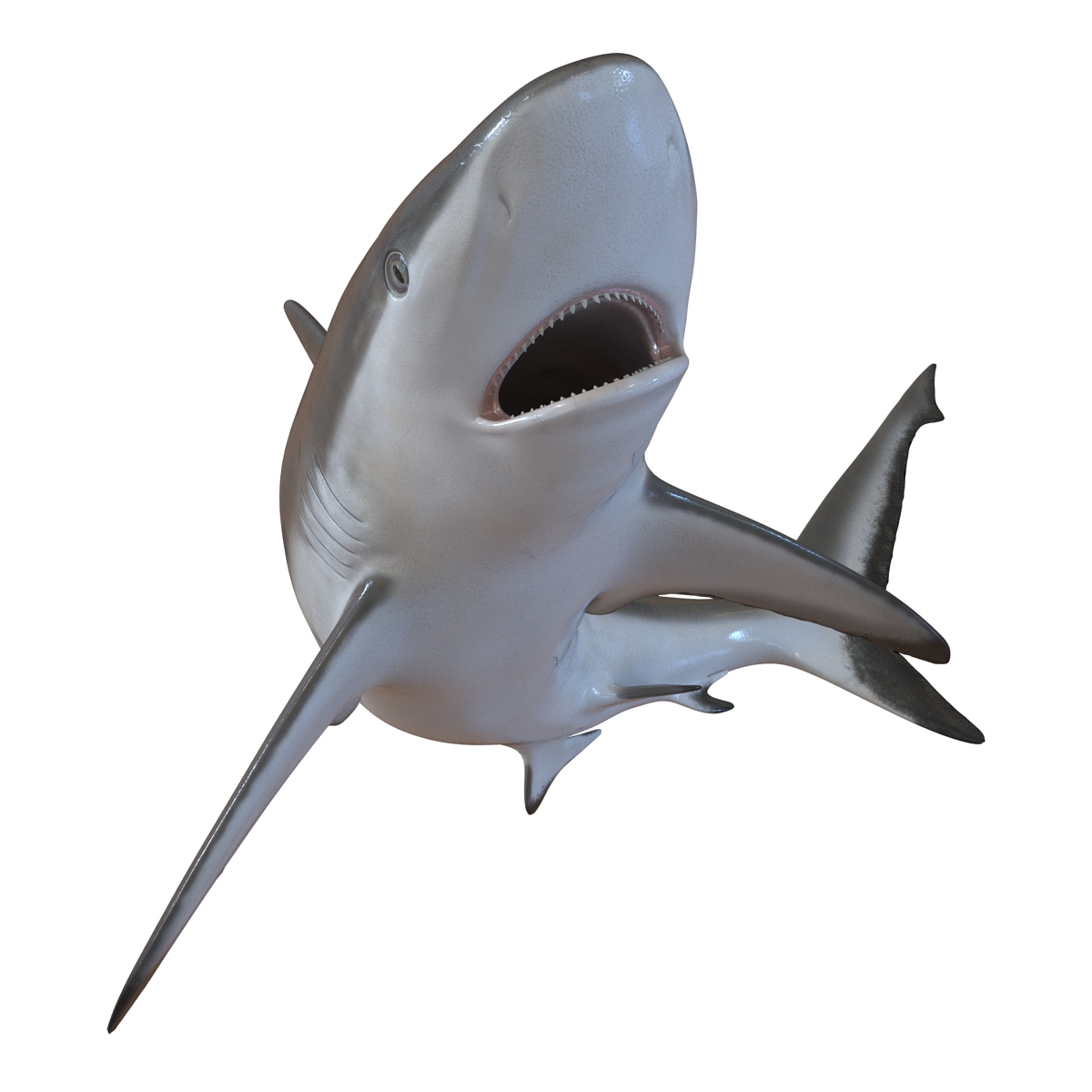 Grey Reef Shark Pose 2 3D