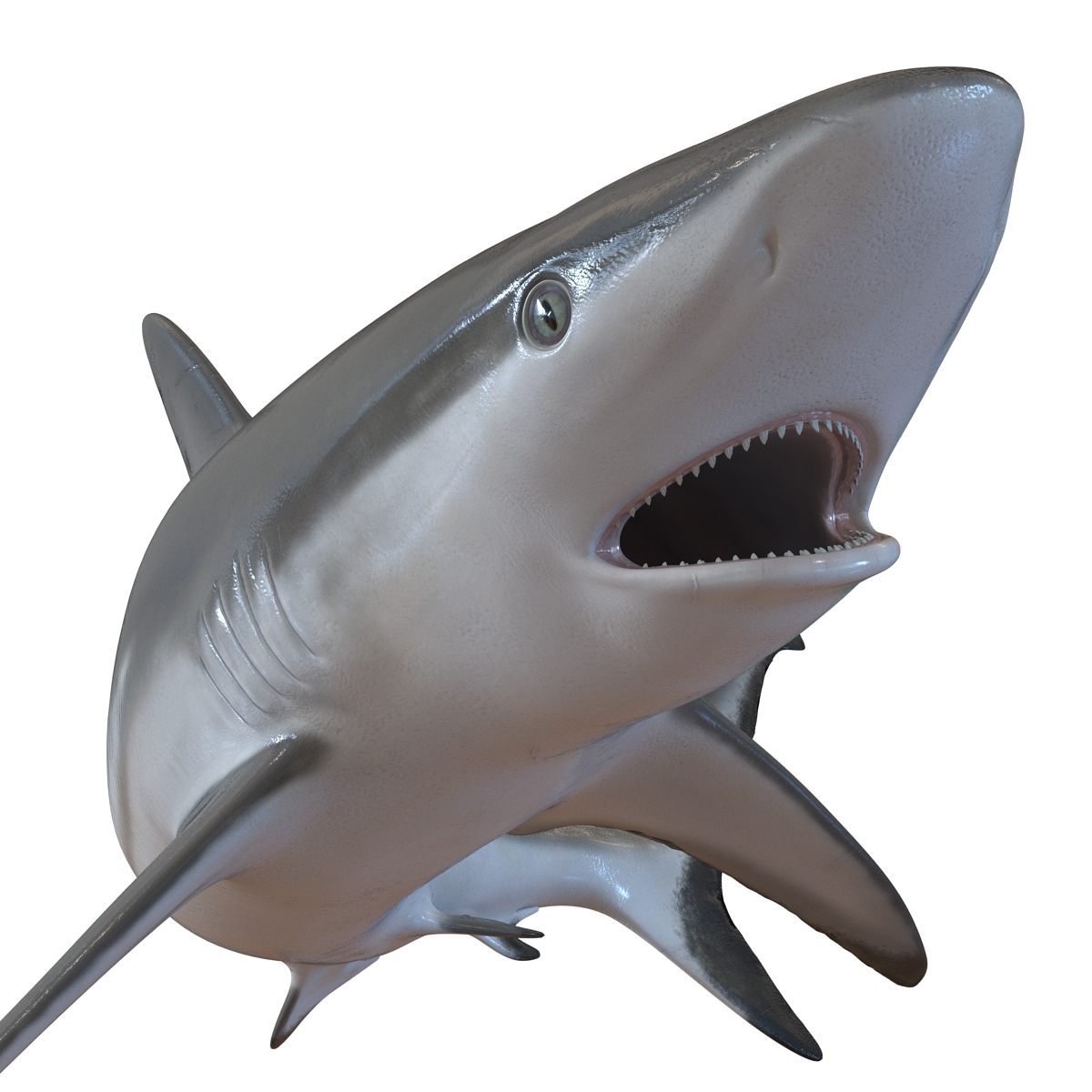 Grey Reef Shark Pose 2 3D