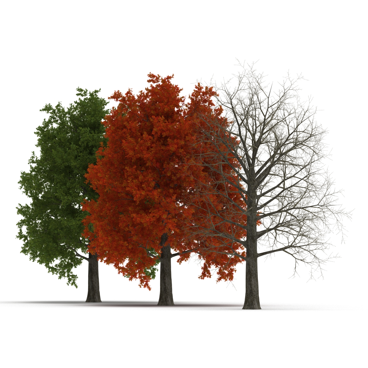 3D Red Oak Tree Set