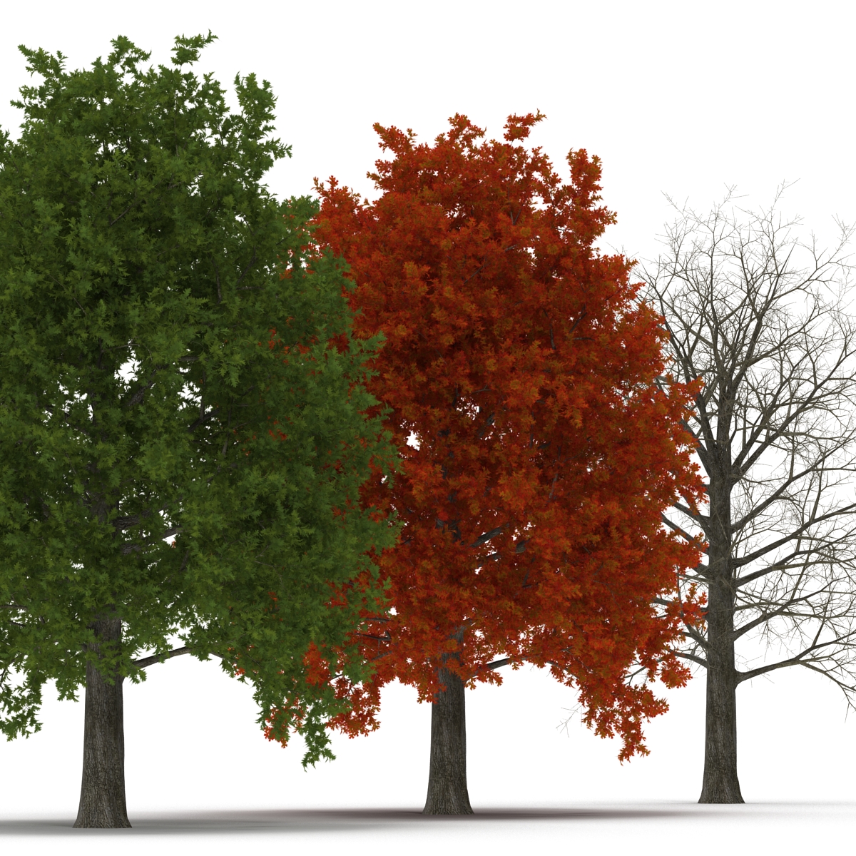 3D Red Oak Tree Set