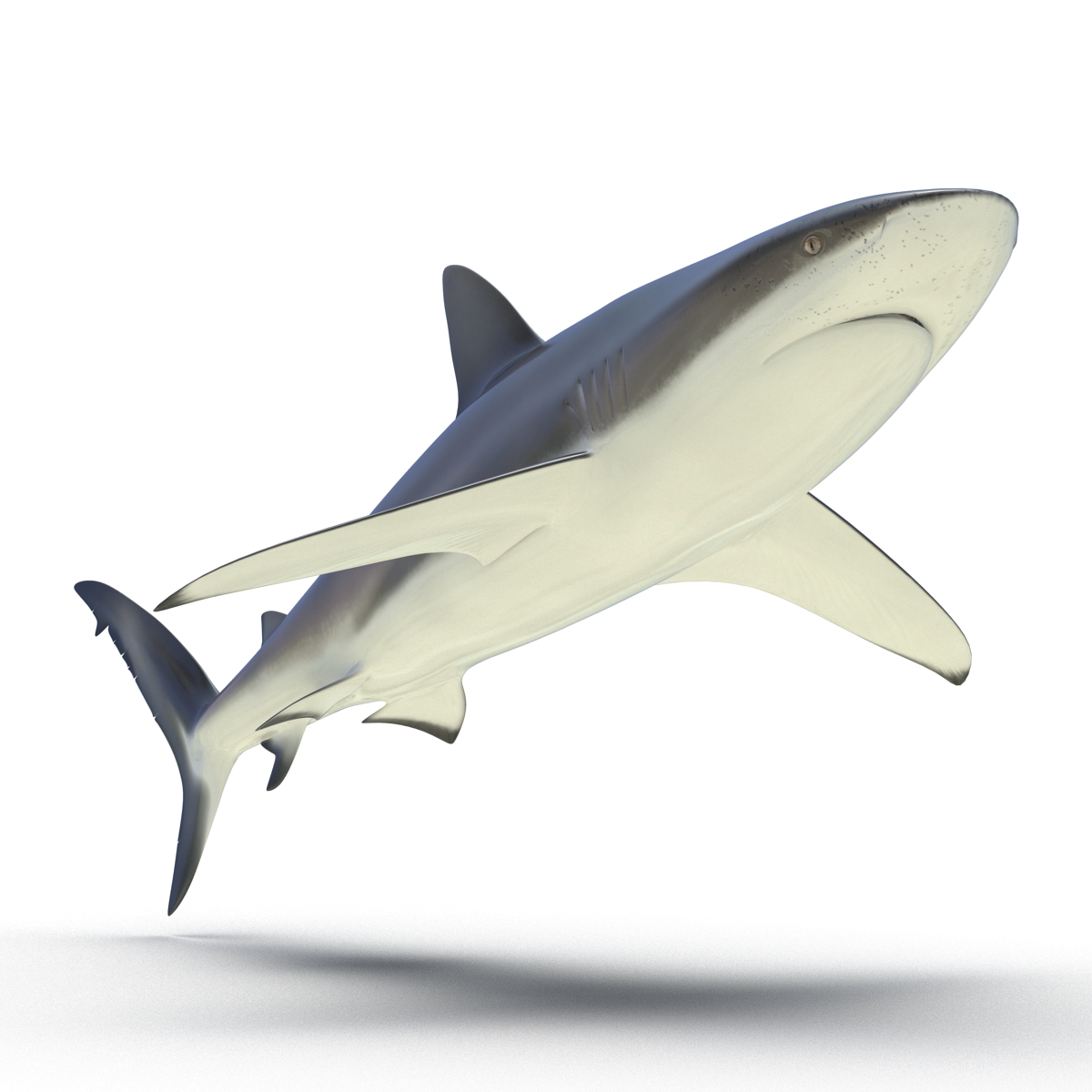 3D Dusky Shark