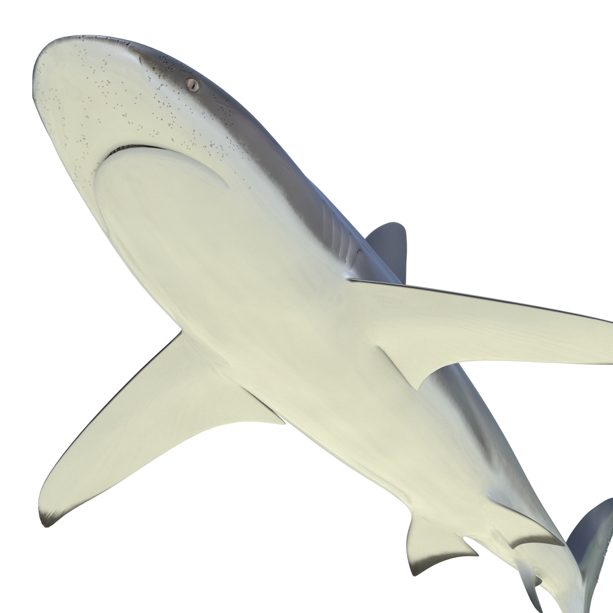 3D Dusky Shark