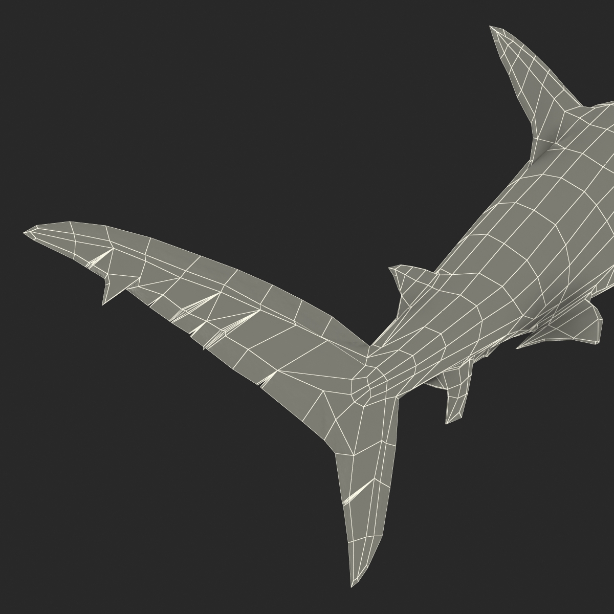 3D Dusky Shark