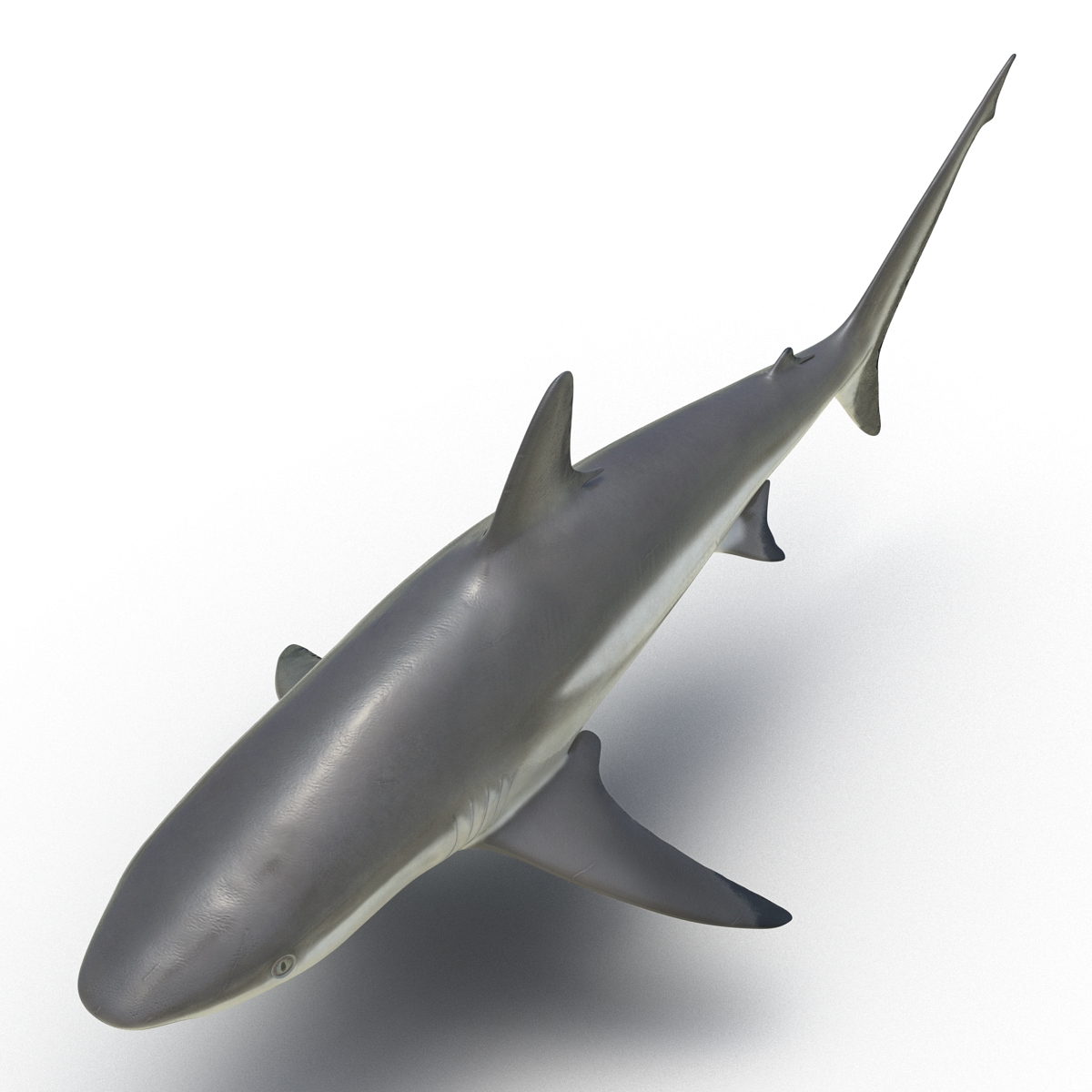 3D model Grey Reef Shark