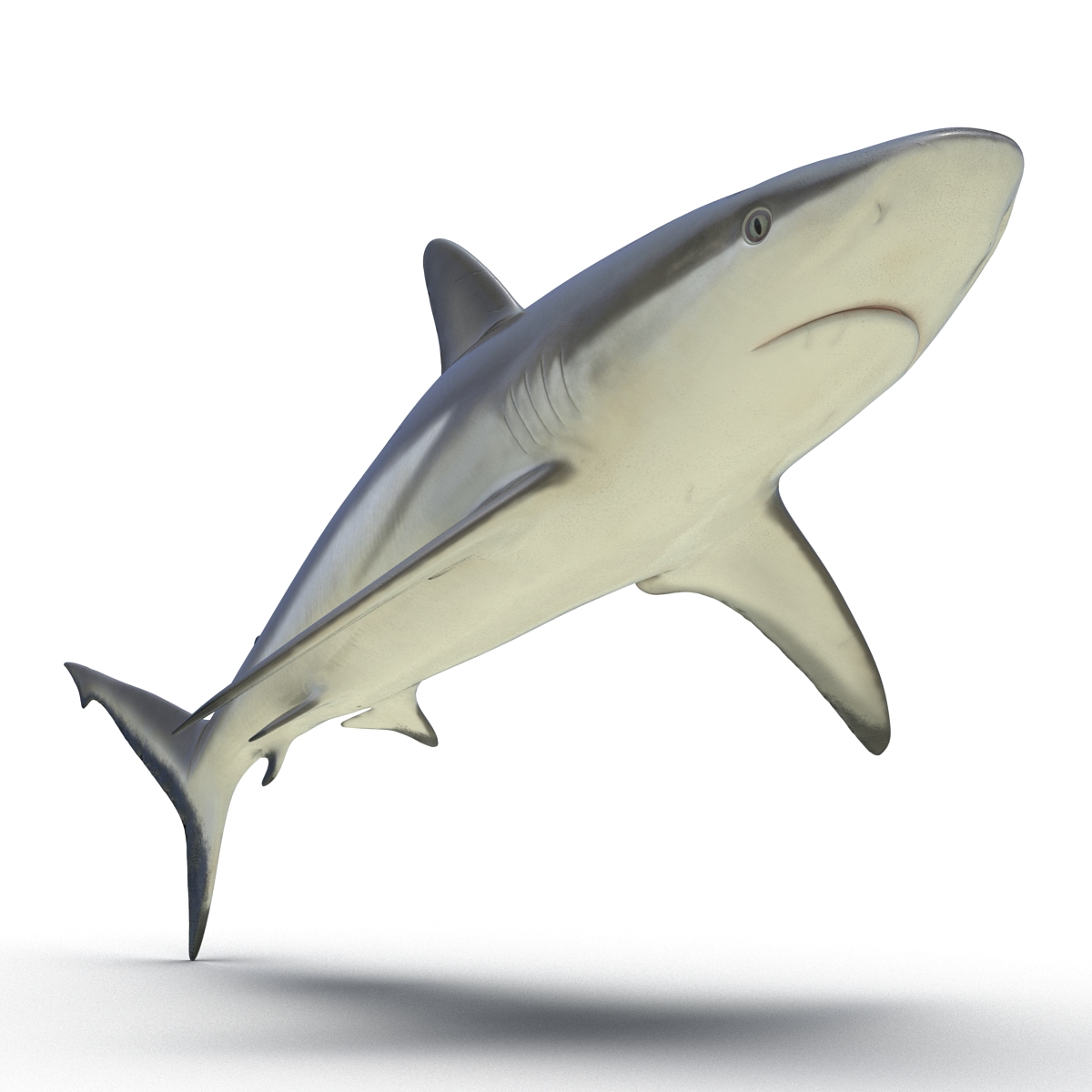 3D model Grey Reef Shark