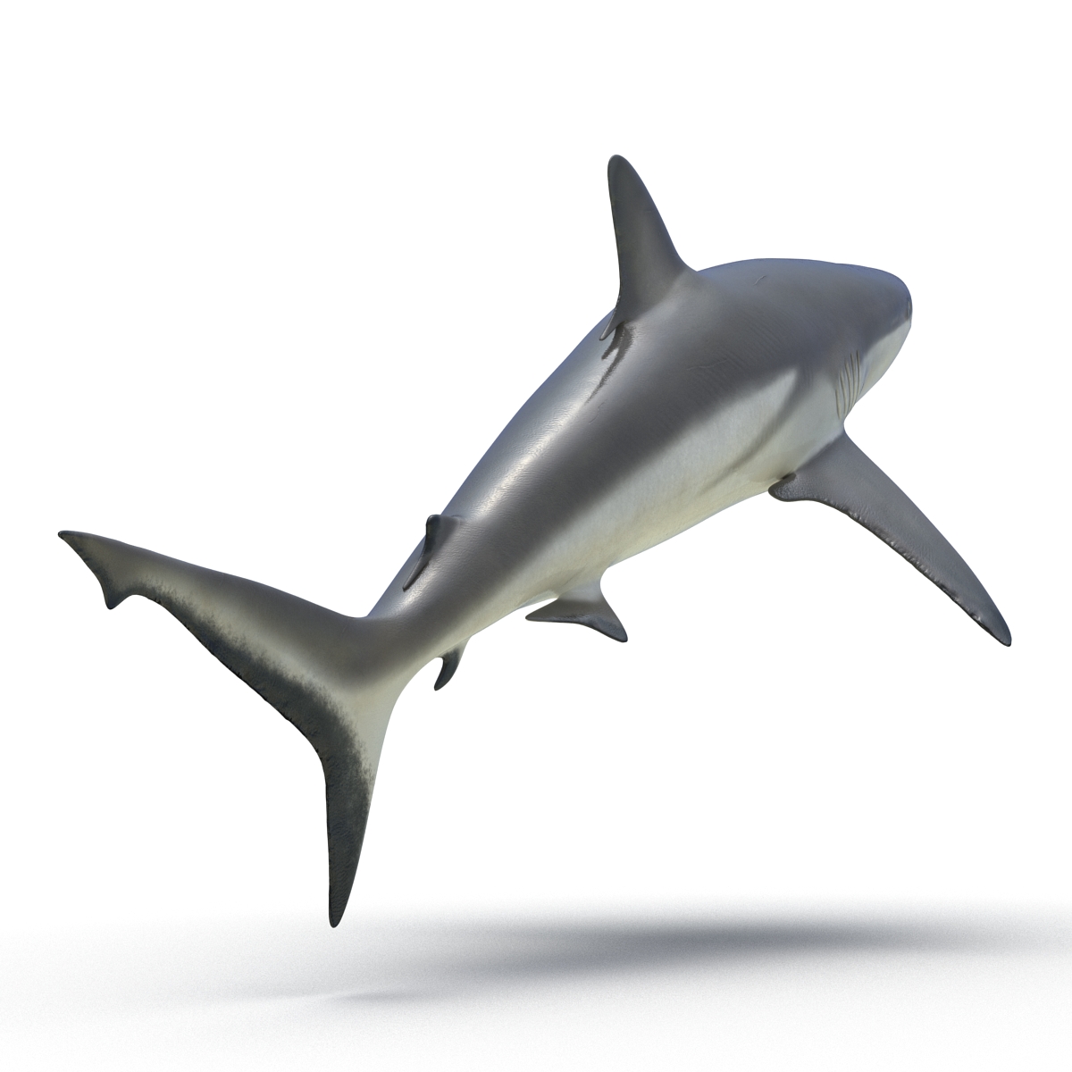 3D model Grey Reef Shark