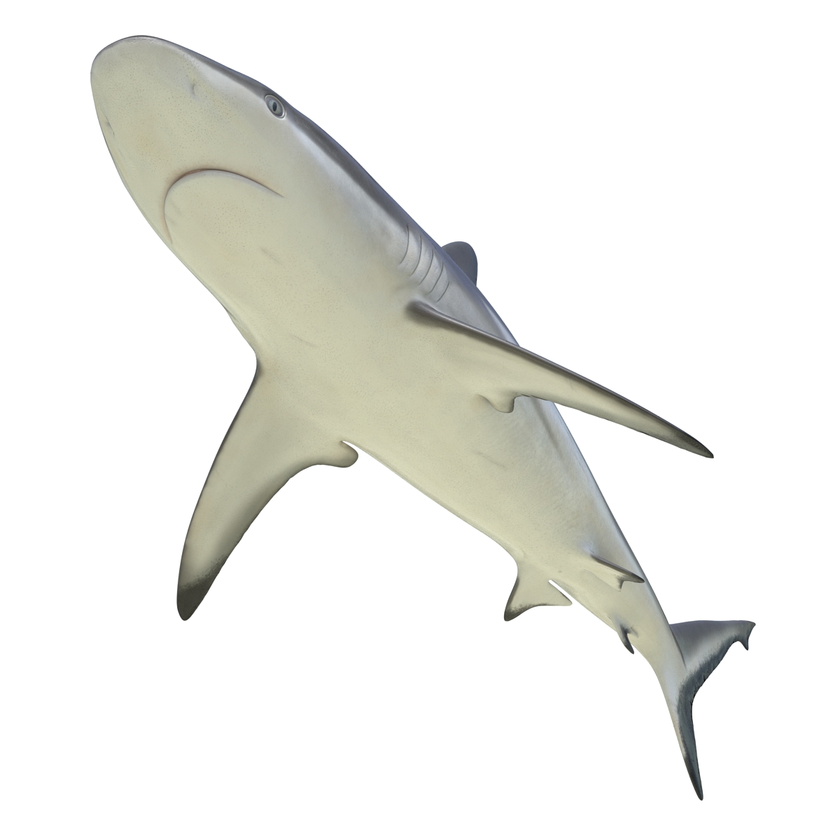 3D model Grey Reef Shark