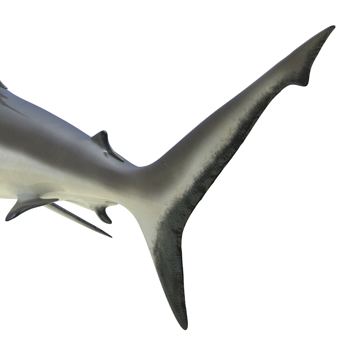 3D model Grey Reef Shark