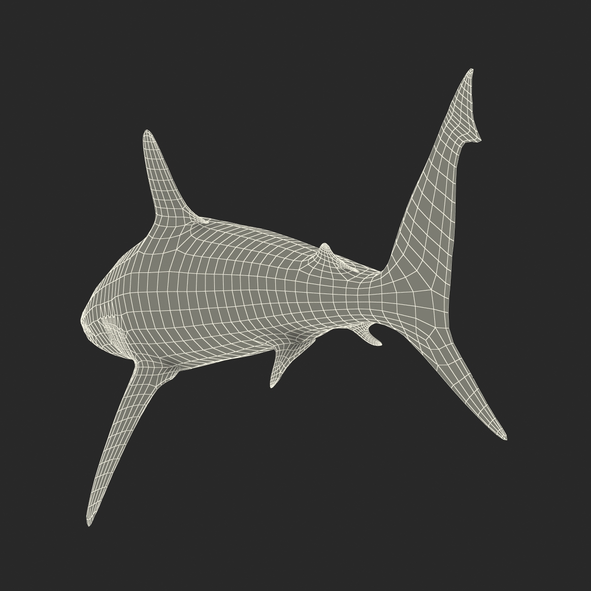 3D model Grey Reef Shark